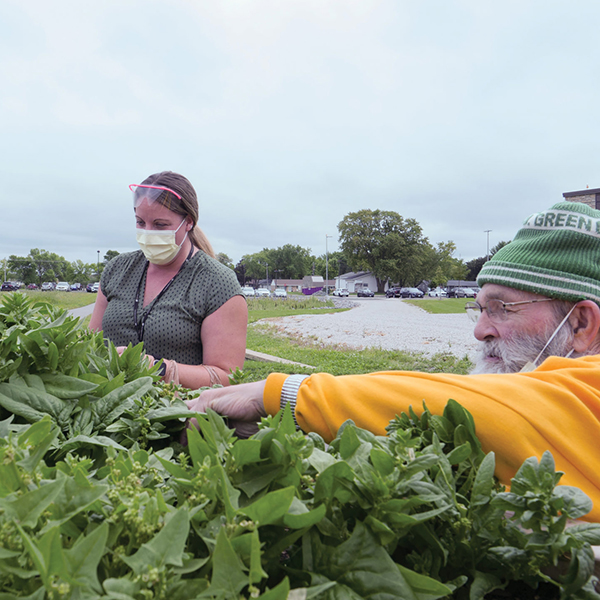 man and woman harvesting vegetables